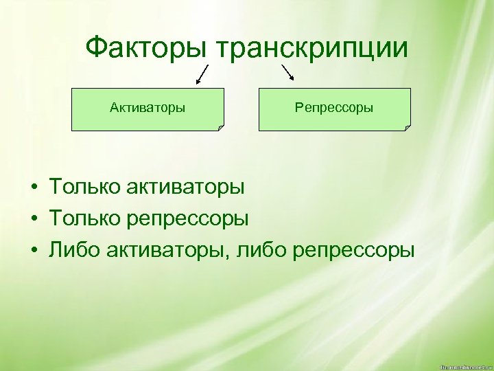 Факторы транскрипции Активаторы Репрессоры • Только активаторы • Только репрессоры • Либо активаторы, либо
