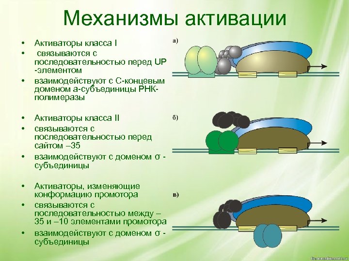 Механизмы активации • • • Активаторы класса I связываются с последовательностью перед UP -элементом