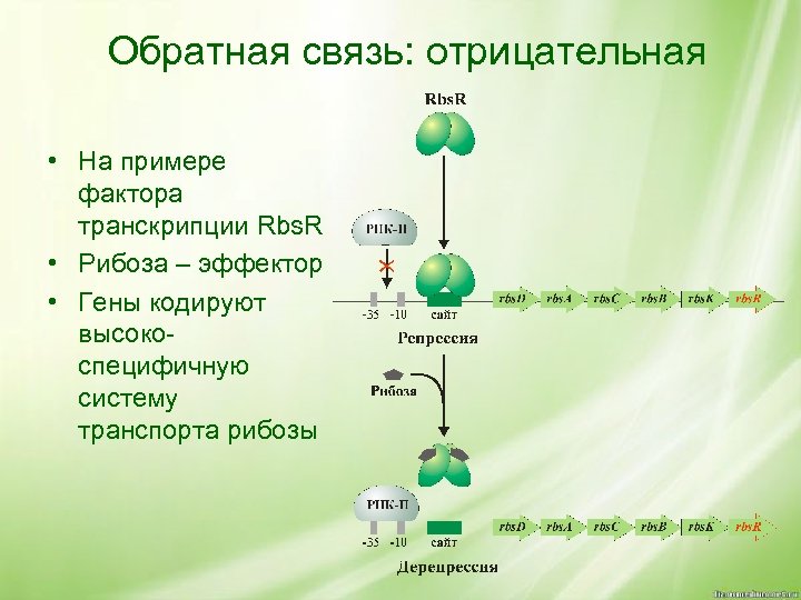 Обратная связь: отрицательная • На примере фактора транскрипции Rbs. R • Рибоза – эффектор