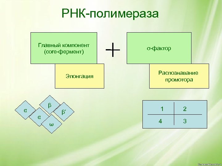 РНК-полимераза Главный компонент (core-фермент) Элонгация β α β’ α ω σ-фактор Распознавание промотора 1