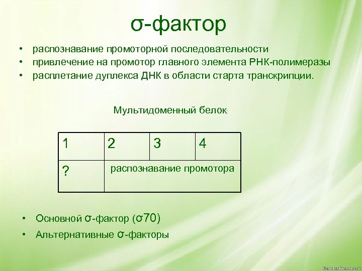 σ-фактор • распознавание промоторной последовательности • привлечение на промотор главного элемента РНК-полимеразы • расплетание