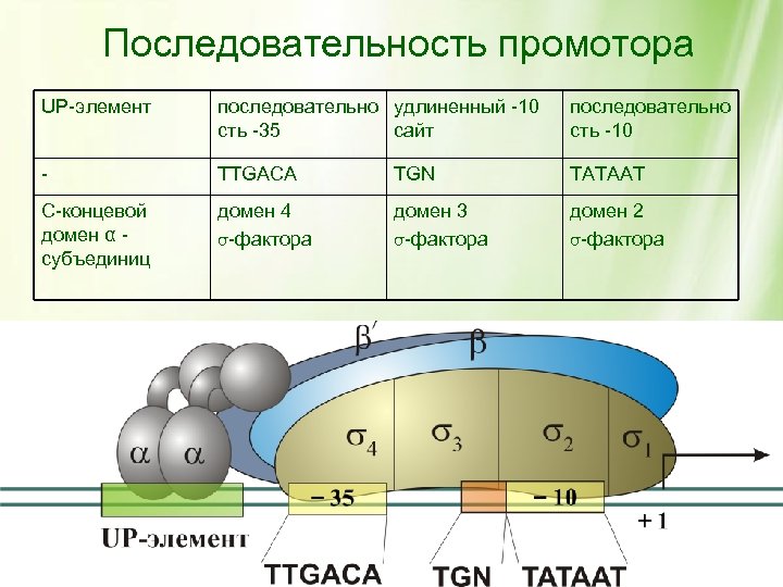 Последовательность промотора UP-элемент последовательно удлиненный -10 сть -35 сайт последовательно сть -10 - TTGACA