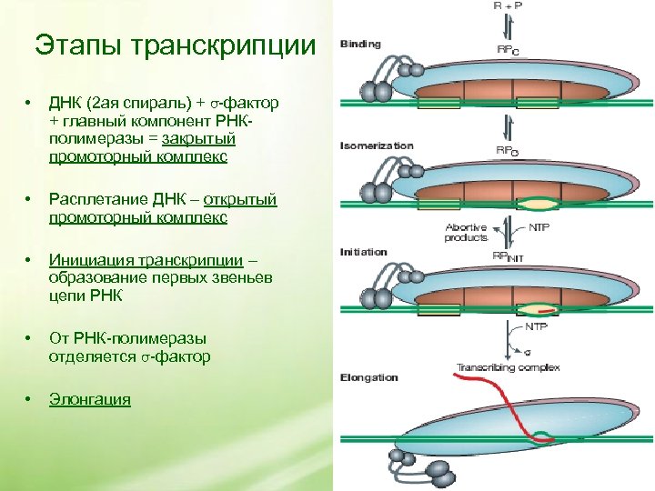 Этапы транскрипции • ДНК (2 ая спираль) + σ-фактор + главный компонент РНКполимеразы =