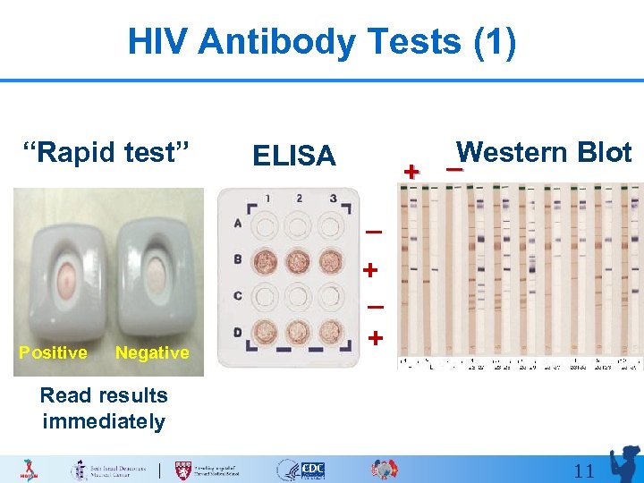 HIV Antibody Tests (1) “Rapid test” ELISA + Western Blot _ _ + _