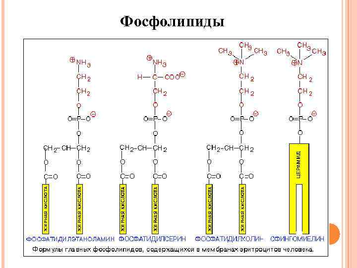 Фосфолипиды. Строение фосфолипида формула. Общая формула фосфолипидов. Формулы фосфолипидов биохимия. Строение фосфолипидов формула.