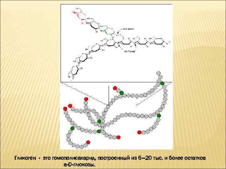 Гликоген - это гомополисахарид, построенный из 6— 20 тыс. и более остатков a-D-глюкозы. 