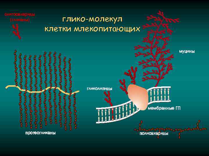олигосахариды (гликаны) глико-молекул клетки млекопитающих муцины гликолипиды мембранные ГП протеогликаны полисахариды 
