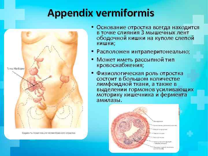 Аppendix vermiformis • Основание отростка всегда находится в точке слияния 3 мышечных лент ободочной