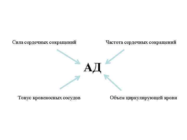 Сила сердечных сокращений Частота сердечных сокращений АД Тонус кровеносных сосудов Объем циркулирующей крови 