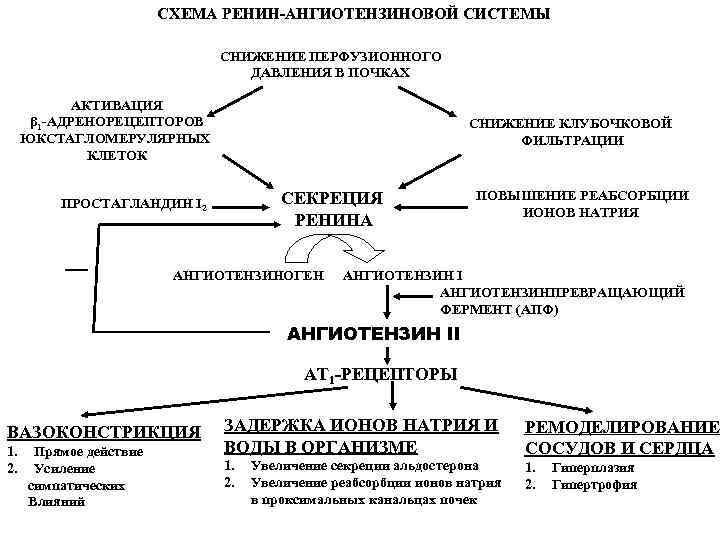 СХЕМА РЕНИН-АНГИОТЕНЗИНОВОЙ СИСТЕМЫ СНИЖЕНИЕ ПЕРФУЗИОННОГО ДАВЛЕНИЯ В ПОЧКАХ АКТИВАЦИЯ β 1 -АДРЕНОРЕЦЕПТОРОВ ЮКСТАГЛОМЕРУЛЯРНЫХ КЛЕТОК