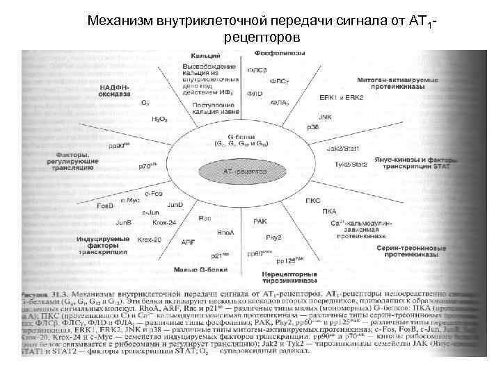 Механизм внутриклеточной передачи сигнала от АТ 1 рецепторов 