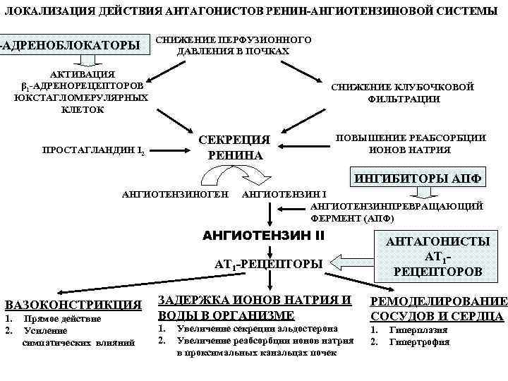 ЛОКАЛИЗАЦИЯ ДЕЙСТВИЯ АНТАГОНИСТОВ РЕНИН-АНГИОТЕНЗИНОВОЙ СИСТЕМЫ -АДРЕНОБЛОКАТОРЫ СНИЖЕНИЕ ПЕРФУЗИОННОГО ДАВЛЕНИЯ В ПОЧКАХ АКТИВАЦИЯ β 1