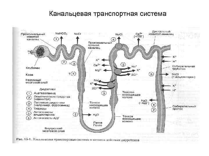 Канальцевая транспортная система 