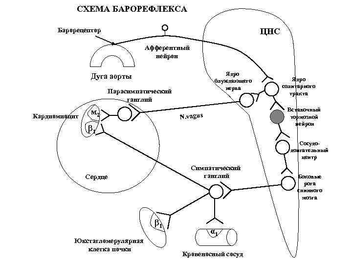 СХЕМА БАРОРЕФЛЕКСА Барорецептор ЦНС Афферентный нейрон Ядро блуждающего нерва Дуга аорты Парасимпатический ганглий Кардиомиоцит
