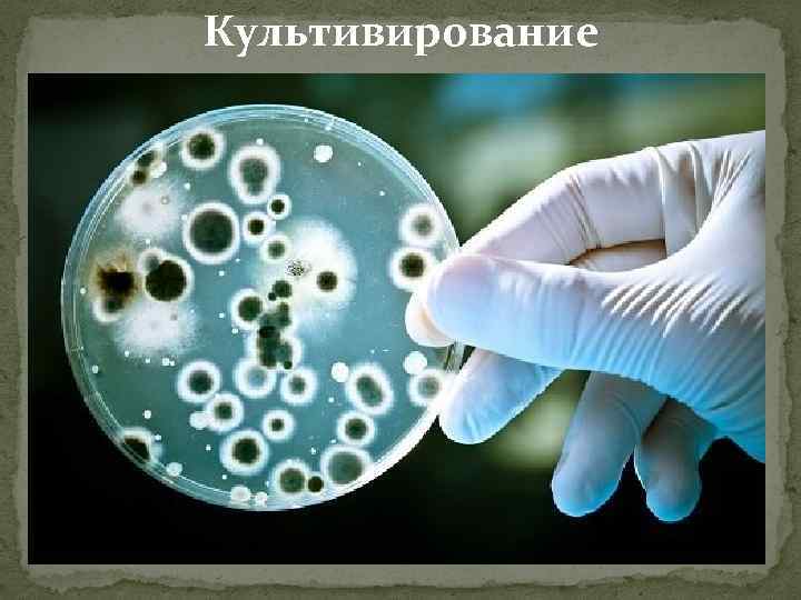 Культивирование 