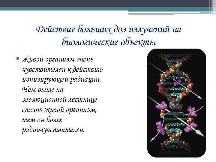 Действие больших доз излучений на биологические объекты § Живой организм очень чувствителен к действию