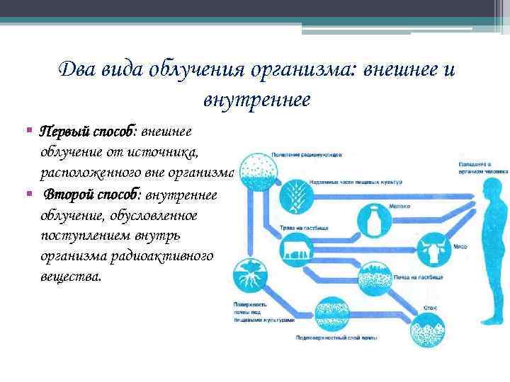 Два вида облучения организма: внешнее и внутреннее § Первый способ: внешнее облучение от источника,