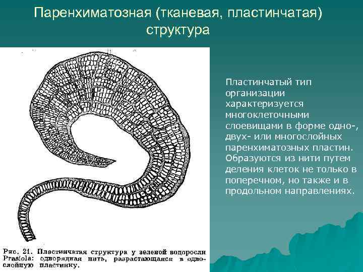 Паренхиматозная (тканевая, пластинчатая) структура Пластинчатый тип организации характеризуется многоклеточными слоевищами в форме одно-, двух-