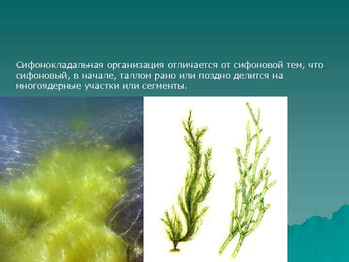 5 водорослей название. Сифонокладальная структура водорослей. Красивые водоросли и их названия. Речные водоросли. Морские водоросли названия.