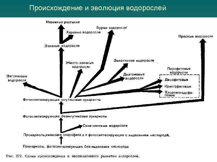 Происхождение и эволюция водорослей 