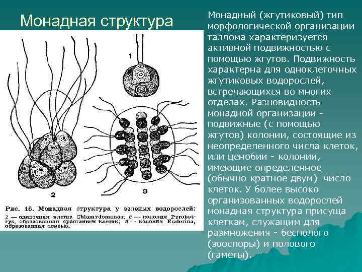 Организация водорослей. Сонадный ЬИП организации таллома. Типы организации таллома. Монадная структура. Типы морфологической организации водорослей.