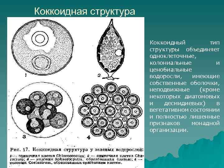 Организм имеющий колониальное строение. Коккоидная структура. Коккоидная структура водорослей. Коккоидный Тип структуры. Типы морфологической структуры тела водорослей.