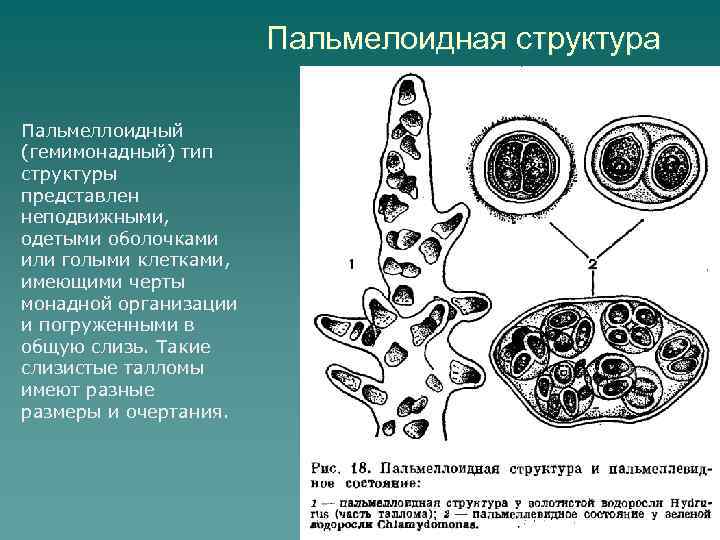 Пальмелоидная структура Пальмеллоидный (гемимонадный) тип структуры представлен неподвижными, одетыми оболочками или голыми клетками, имеющими