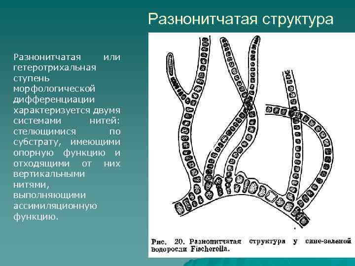 Разнонитчатая структура Разнонитчатая или гетеротрихальная ступень морфологической дифференциации характеризуется двумя системами нитей: стелющимися по