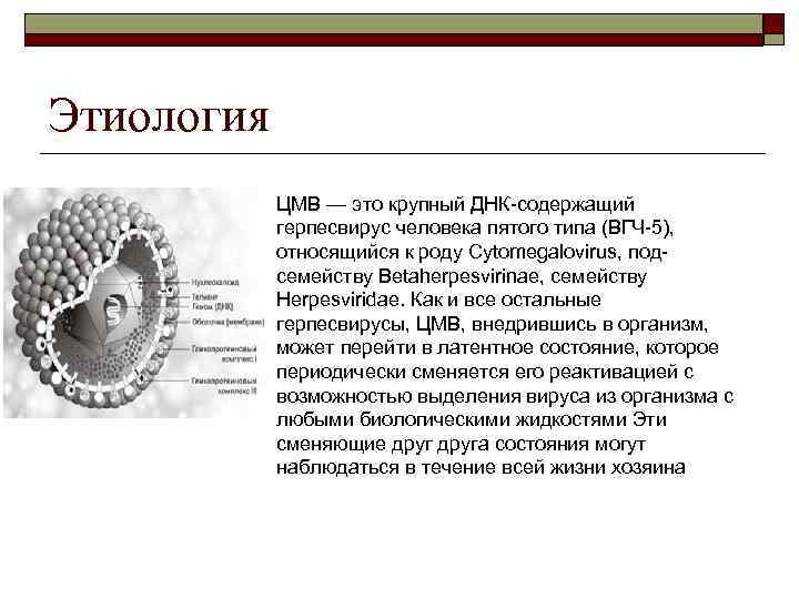 Что такое цитомегаловирус. Цитомегаловирусная инфекция этиология. Цитомегаловирус суперкапсид. Этиология цитомегаловирусной инфекции. Цитомегаловирус геном.