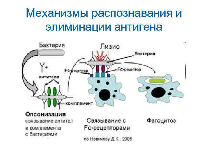 Механизмы распознавания и элиминации антигена 