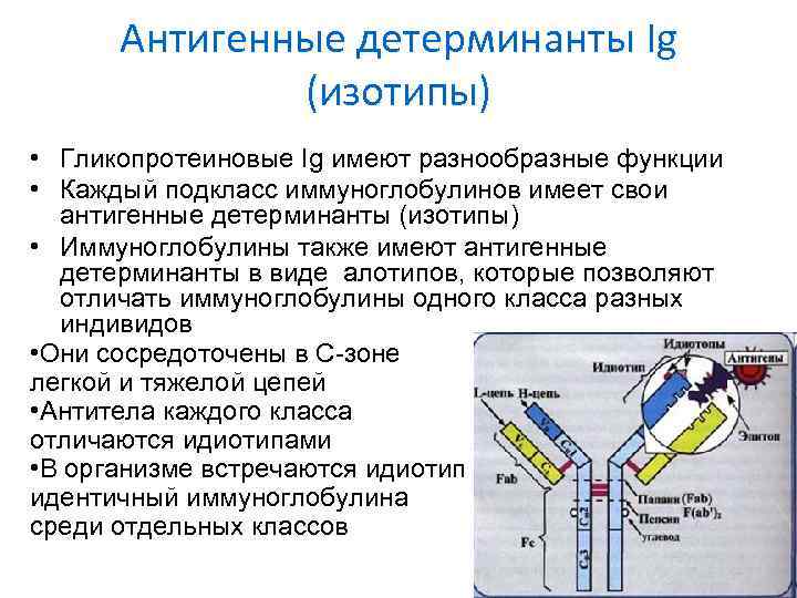 Антигенные детерминанты Ig (изотипы) • Гликопротеиновые Ig имеют разнообразные функции • Каждый подкласс иммуноглобулинов