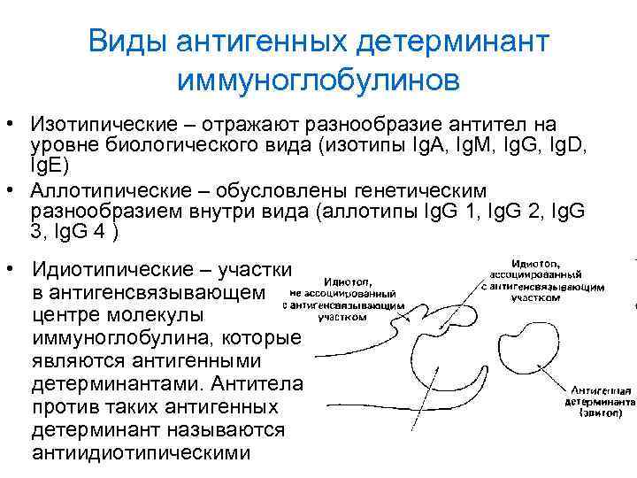 Виды антигенных детерминант иммуноглобулинов • Изотипические – отражают разнообразие антител на уровне биологического вида