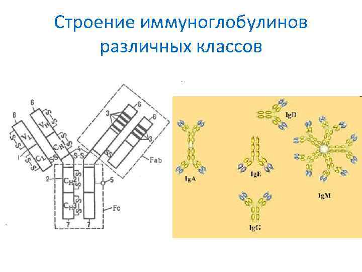 Строение иммуноглобулинов различных классов 