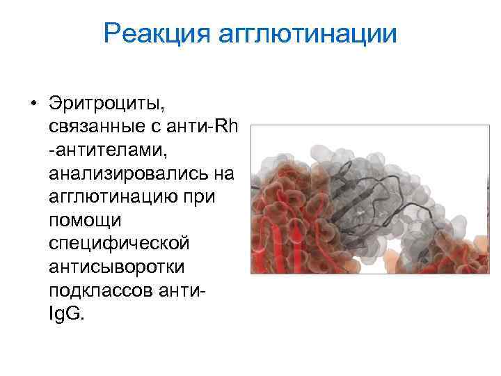 Реакция агглютинации • Эритроциты, связанные с анти-Rh -антителами, анализировались на агглютинацию при помощи специфической