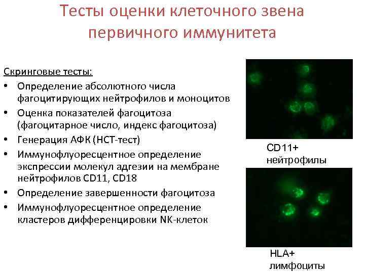 Тесты оценки клеточного звена первичного иммунитета Скринговые тесты: • Определение абсолютного числа фагоцитирующих нейтрофилов