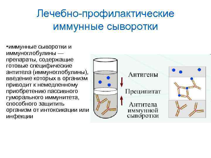 Лечебно-профилактические иммунные сыворотки • иммунные сыворотки и иммуноглобулины — препараты, содержащие готовые специфические антитела