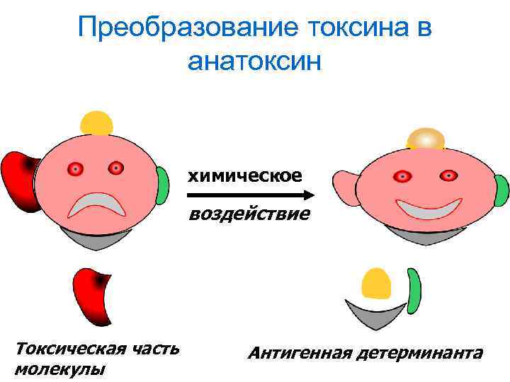 Преобразование токсина в анатоксин химическое воздействие Токсическая часть молекулы Антигенная детерминанта 