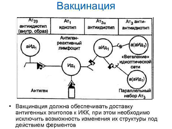 Вакцинация • Вакцинация должна обеспечивать доставку антигенных эпитопов к ИКК, при этом необходимо исключить