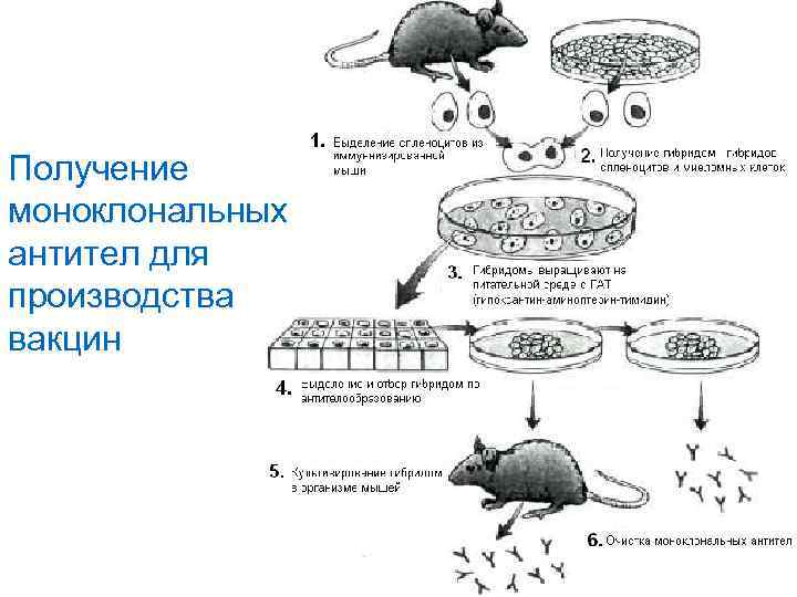 Технологическая схема производства моноклональных антител