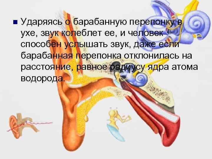 n Ударяясь о барабанную перепонку в ухе, звук колеблет ее, и человек способен услышать