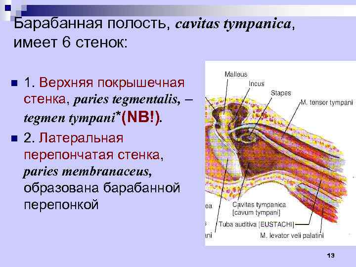 Барабанная полость, cavitas tympanica, имеет 6 стенок: n n 1. Верхняя покрышечная стенка, paries