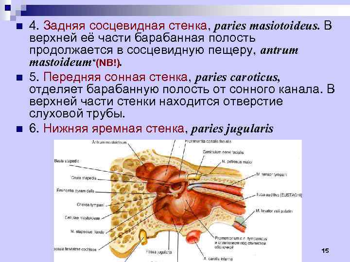 n n n 4. Задняя сосцевидная стенка, paries masiotoideus. В верхней её части барабанная