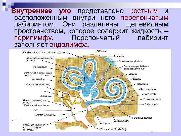 Внутреннее ухо представлено костным и расположенным внутри него перепончатым лабиринтом. Они разделены щелевидным пространством,