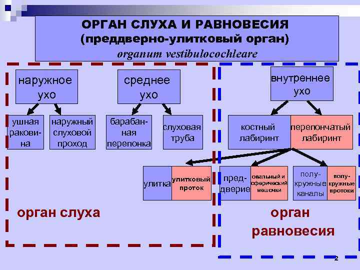 ОРГАН СЛУХА И РАВНОВЕСИЯ (преддверно-улитковый орган) organum vestibulocochleare наружное ухо ушная раковина наружный слуховой