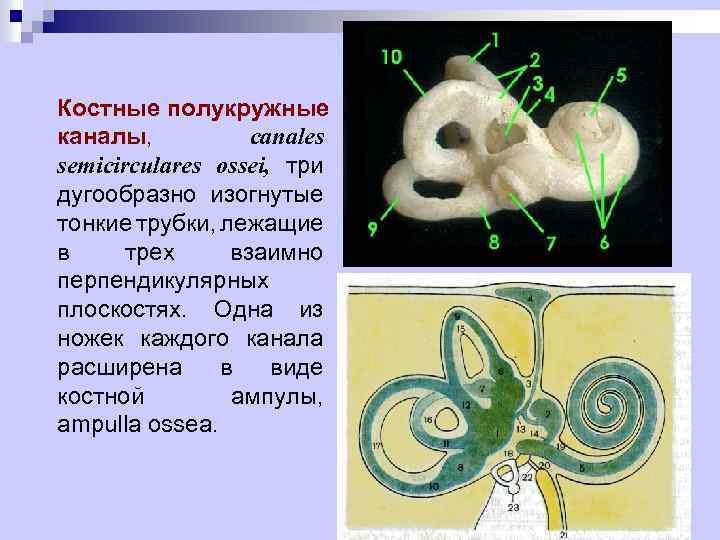 Костные полукружные каналы, canales semicirculares ossei, три дугообразно изогнутые тонкие трубки, лежащие в трех