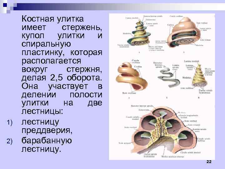 1) 2) Костная улитка имеет стержень, купол улитки и спиральную пластинку, которая располагается вокруг