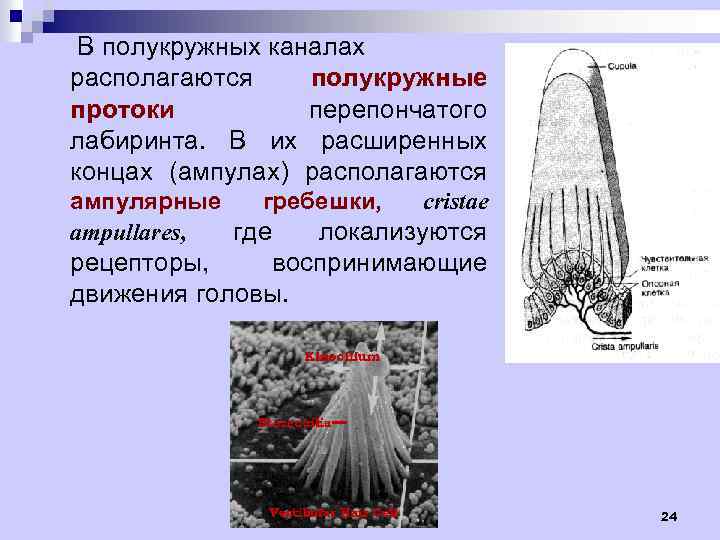 Схема строения ампулярного гребешка