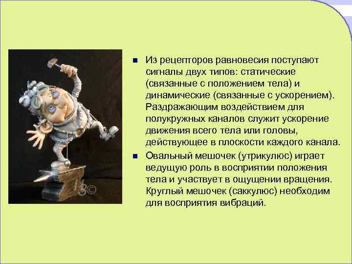 n n Из рецепторов равновесия поступают сигналы двух типов: статические (связанные с положением тела)