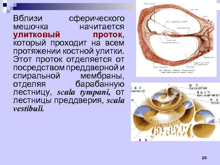 Вблизи сферического мешочка начитается улитковый проток, который проходит на всем протяжении костной улитки. Этот