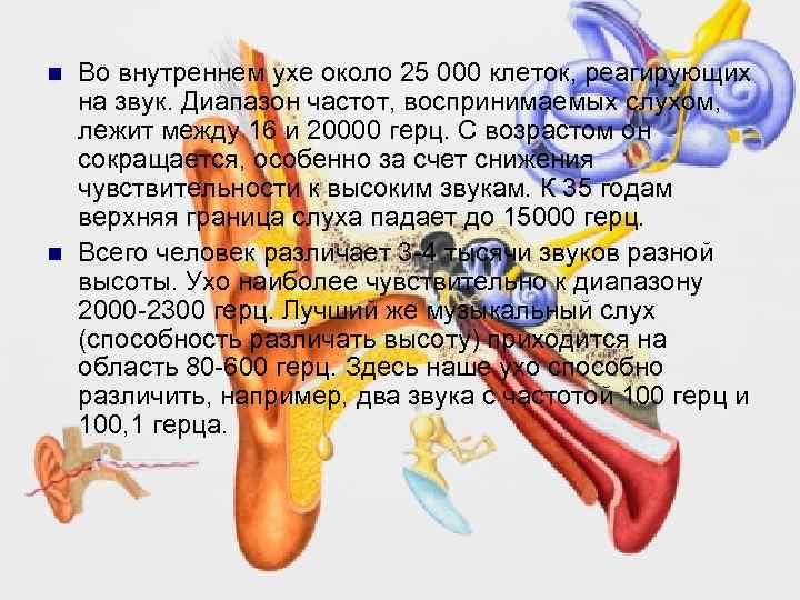 n n Во внутреннем ухе около 25 000 клеток, реагирующих на звук. Диапазон частот,